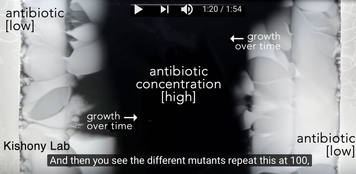 bacterial evolution-antibiotic resistancepng