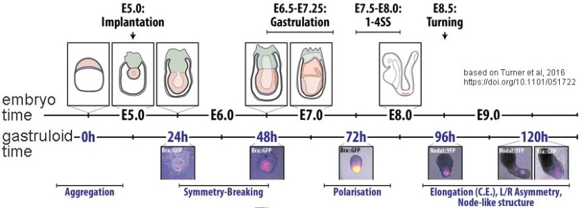 gastruloid-embryo-comparison