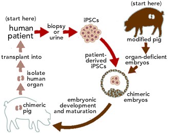 human pig embryo chimera