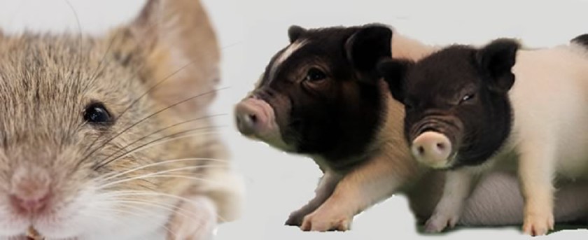 mouse and pig